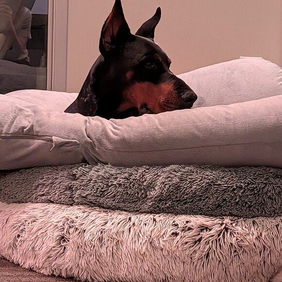 dogzandshoez